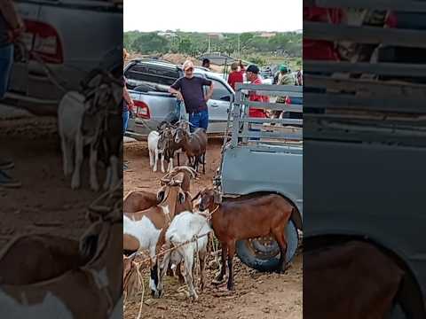 #viralvideo  feira de campos Sales ceará