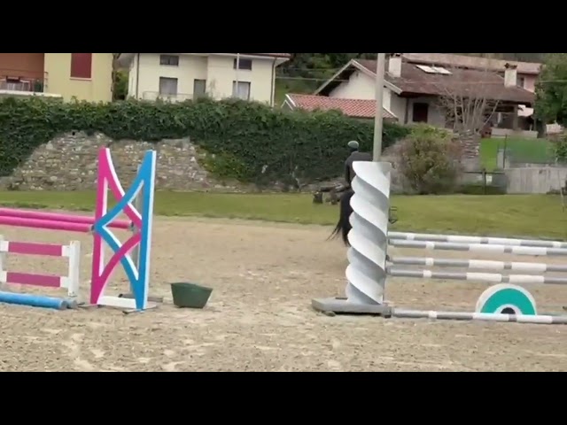 Jument Zangersheide A vendre 2021 Bai par URICAS V/D KATTEVENNEN