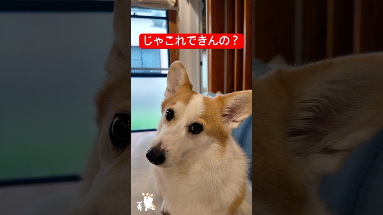じゃコレできんの？って言われました･･ #コーギー #つーちゃん #corgi