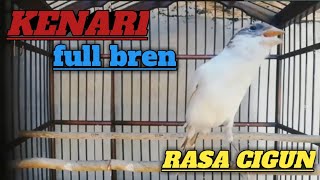 Download lagu KENARI GACOR full bren, roll panjang| masteran terbaik 2023 mp3