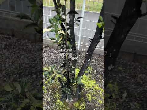 葉先が黒くなる原因は？どうすれば修正できますか?  庭園