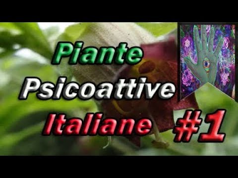 Ripristino del flusso sanguigno nella prostata Che la dimensione della prostata sono considerati normali