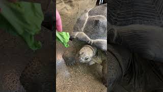 ASMR Feeding Our Giant Aldabra Tortoise Matilda 🐢 #shorts by AnimalBytesTV