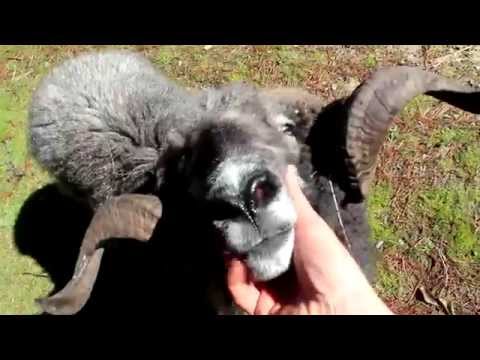 Angry ram shows his gentle side...  but it doesn't last long