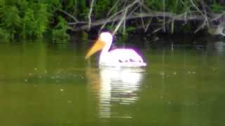 Tennessee - Gillian Welch