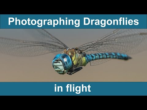 How to Photograph Dragonflies in flight