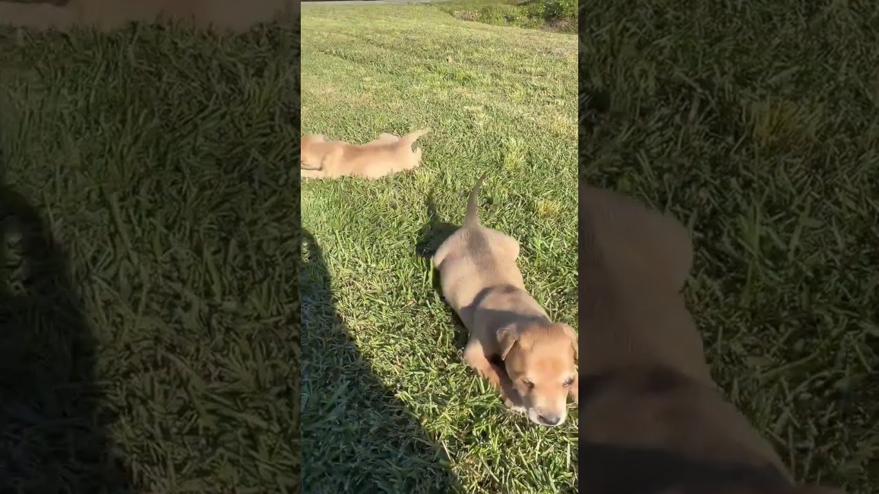 Ali & Autumn video