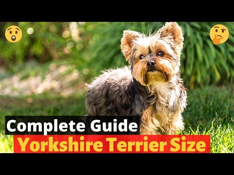 image-How big is a standard size Yorkie?