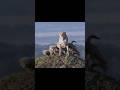 Cheetah Protecting Her Cubs Against A Lion Animals Wildanimals Shortsvideo Viral Lion Cheetah