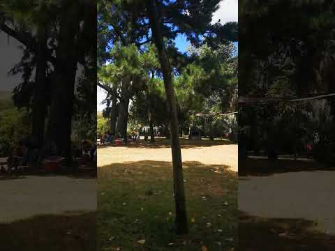 Arachania, Cerro Largo. 8/1/23