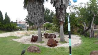 preview picture of video 'Busch Gardens Tampa - Funny driver at Rhino Rally'