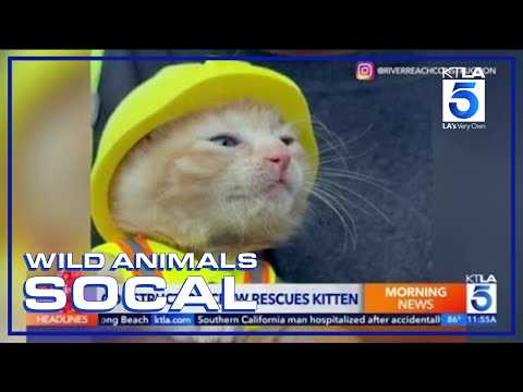 Спасли котенка, застрявшего в машине