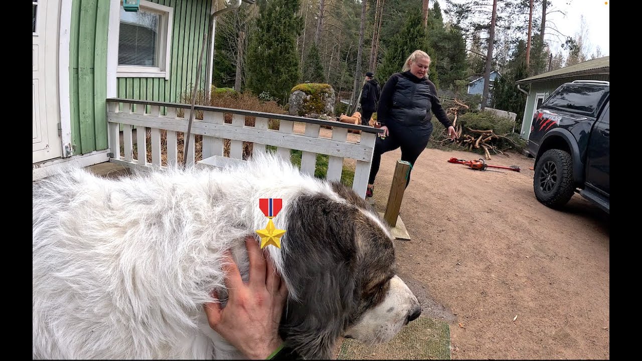 Tämä koira pelasti 12 vuotiaan tytön suden hyökkäykseltä. The wolf attacked but this dog saved her.