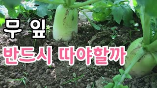 무 잎은 따주는게 좋을까 요 그냥 두는게 좋을까요