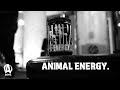 Animal Energy 