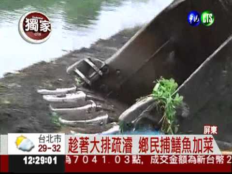 趁大排疏濬 捉活跳野鱔賺外快