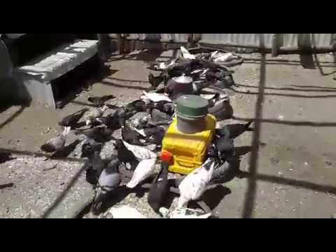 , title : 'Pigeons Farm / Breeding Pigeons /Farming with joshe /Pigeons emperor/ufugaji wa njiwa/mixed pigeons'