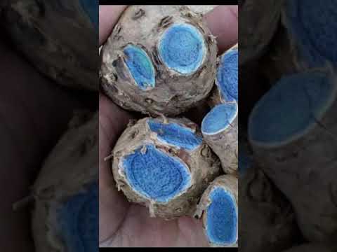 pure black turmeric, 1 Kg