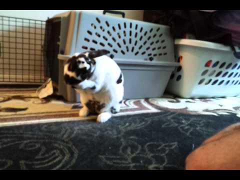 Boo Radley in:  Bad Hare Day