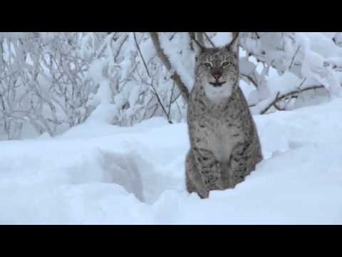 What does the lynx say?
