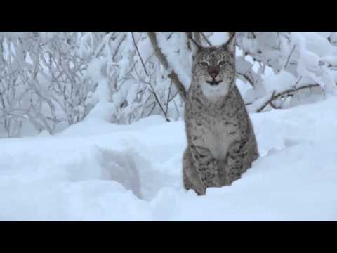 What does the lynx say?