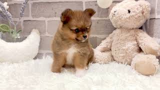 ハーフ犬の動画01