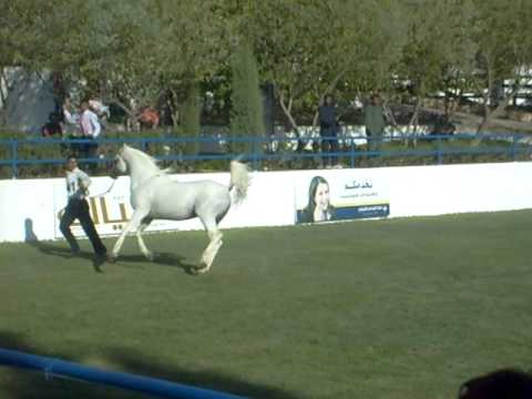 Shamekh Al Shaqab - The Middle East Championships 2008.AVI