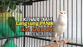 Download lagu kenari gacor panjang Cuit Cuit EMOSI, Pancingan Kenari Paud Belajar Bunyi, terapi AMPUH Kenari MACET mp3