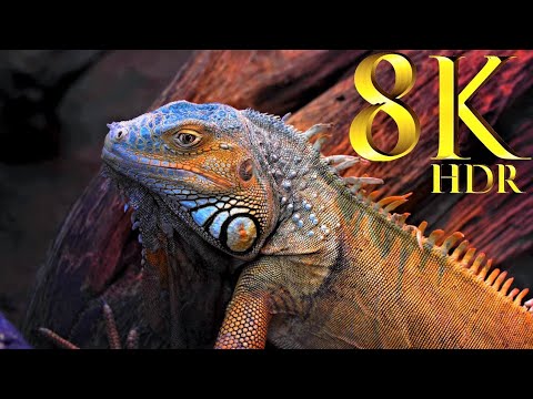 Wonderful Planet Earth Beautiful Animals & Nature Scenery ~ Calming Music for Relaxation