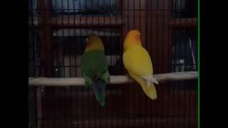 Download lagu Kinan mp3