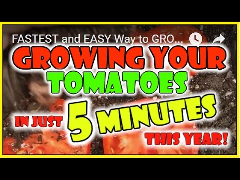 GROW TOMATOES in 5 MINUTES! Did this Garden Hack Work?