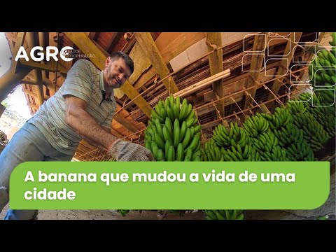 Agro Saúde e Cooperação - Banana de Luiz Alves