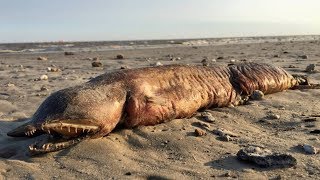 11 Most Mysterious Creatures Found on Beaches