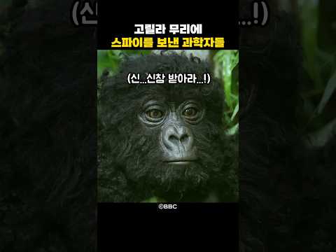 고릴라 무리에 스파이를 보낸 과학자들