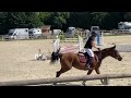 Gelding Selle Français For sale 2021 Bay
