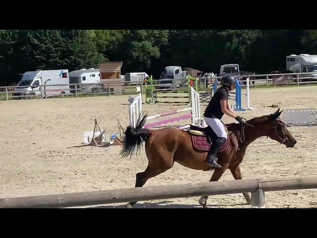 Gelding Selle Français For sale 2021 Bay