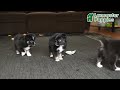 Toy Australian Shepherd dogs for sale: Cricket - Video 1