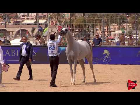 N.132 STYX KALLISTE - Menton 2018 - 3 Years Old Colts (Class 8)