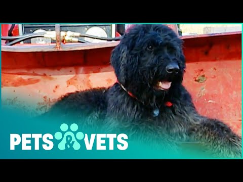 Gentle Giant Dog Runs His Own Emu Farm | Dogs with Jobs