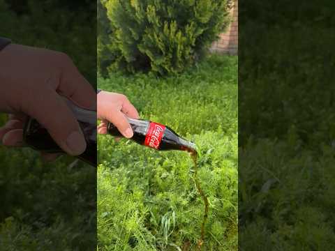 Перестаньте покупать кока-колу в магазине