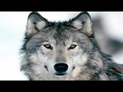 El Lobo Liga una Mujer Por Telefono