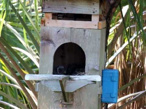 Wallace and Mom Barred Owls if Florida (p2) - DSLR footage