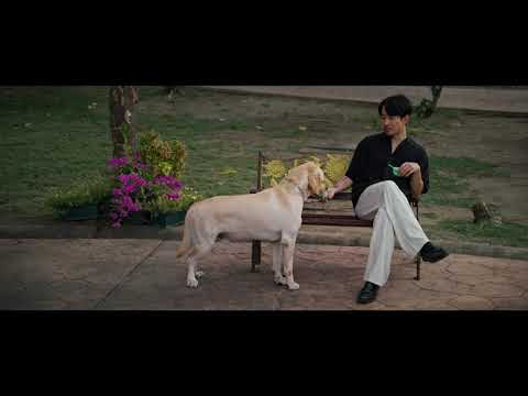 [ Official Trailer ] " PAWS OF FATE "