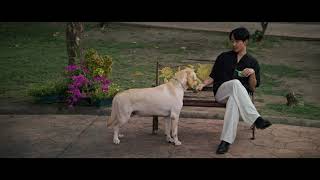 [ Official Trailer ] " PAWS OF FATE "