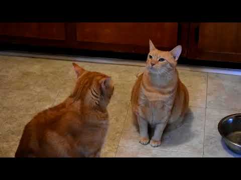 Cats fight over Fancy Feast meal