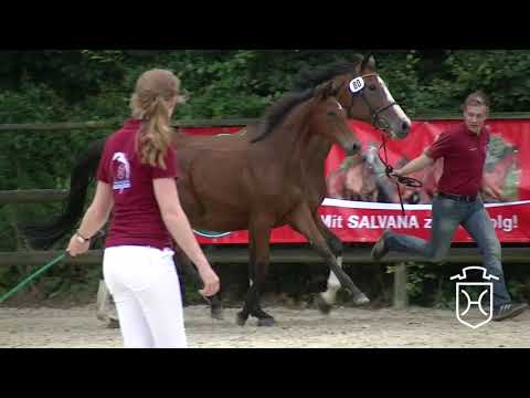 RD080 Stutfohlen von Quidam de Revel   Cannavaros   Casall