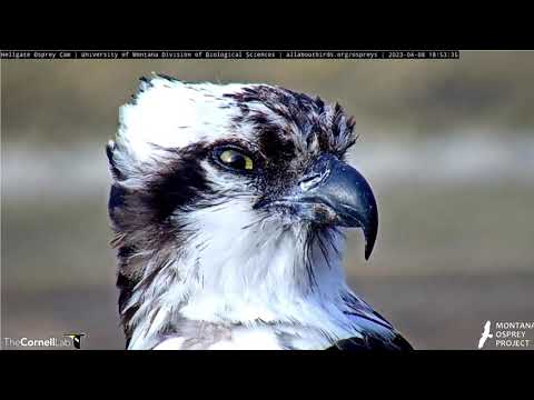 Hellgate Osprey Cam Iris Is Sleepy After her long flight and a fish 4/8/2023 Missoula Montana