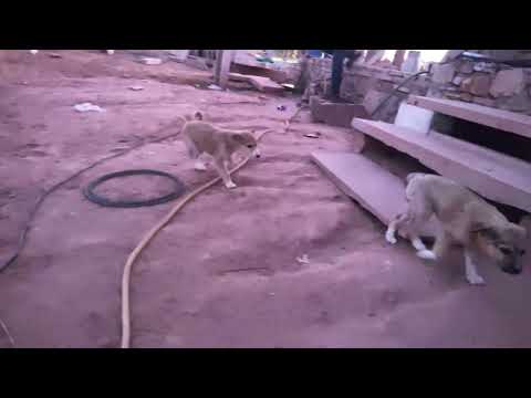 Heriye (Official Video) Jasleen Royal ftArijit Singhl Dulquer Salmaan