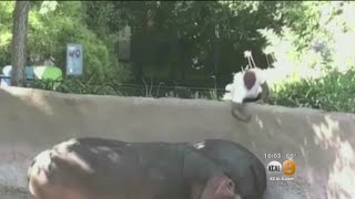 Report: LAPD Looking Into Video Of Man Who Spanked Hippo At LA Zoo