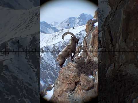 Тянь-Шань: цена ошибки охотника.#охота #hunting #козерог